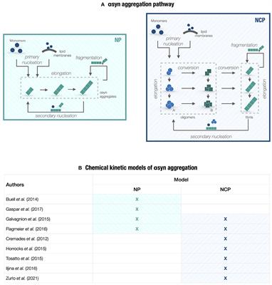 Mechanistic models of α-synuclein homeostasis for Parkinson's disease: A blueprint for therapeutic intervention